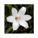 Weisse Trichterlilie (Paradieslilie) 