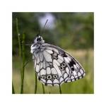 Schachbrett (Augenfalter) 