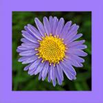 Alpen-Aster 