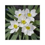 Narzissenbltige Anemone 