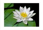 Weisse Seerose 