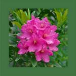 Rostblttrige Alpenrose 