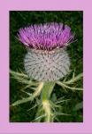 Wollkpfige Kratzdistel 