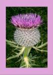 Wollkpfige Kratzdistel 