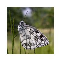 Schachbrett (Augenfalter) 