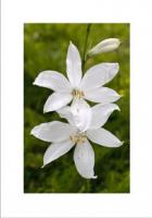 Weisse Trichterlilie (Paradieslilie) 