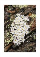 Schweizer Mannschild 