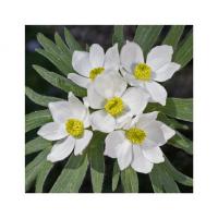 Narzissenbltige Anemone 