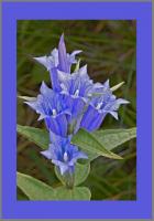 Schwalbenwurz Enzian 