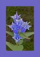 Schwalbenwurz Enzian 