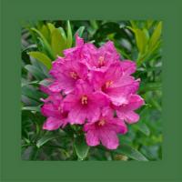 Rostblttrige Alpenrose 