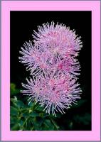 Akeleiblttrige Wiesenraute 