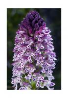 Schwrzliches Knabenkraut 